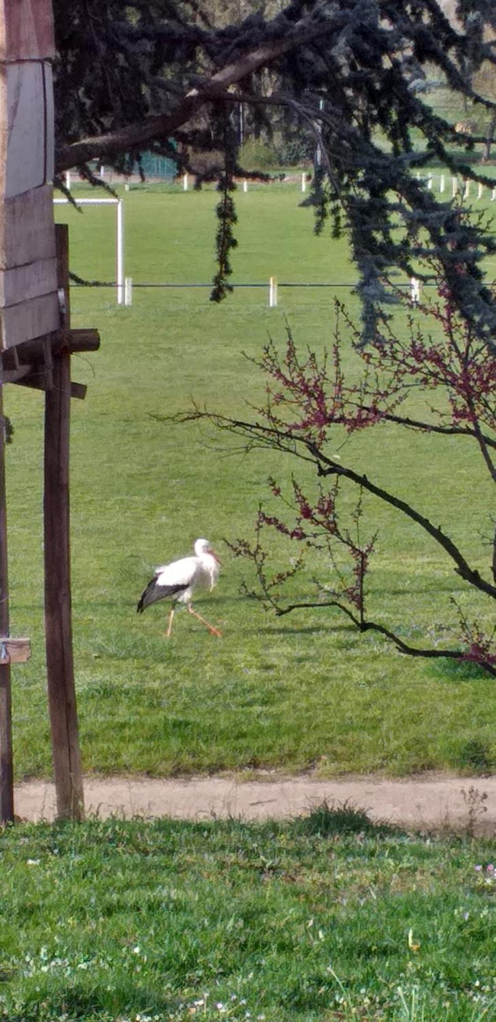 Gite Dans Vignoble Alsacien Westhalten Esterno foto
