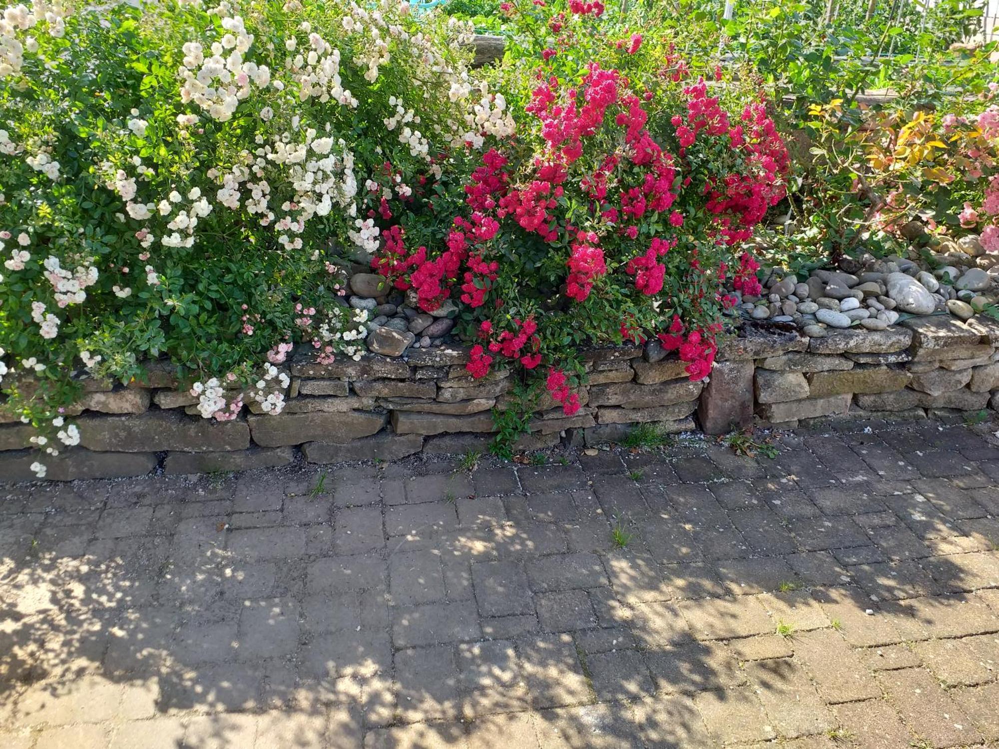 Gite Dans Vignoble Alsacien Westhalten Esterno foto